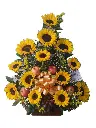 A262.webp