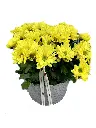 A114.webp