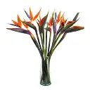 A252.webp
