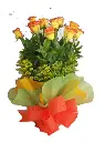 A258.webp