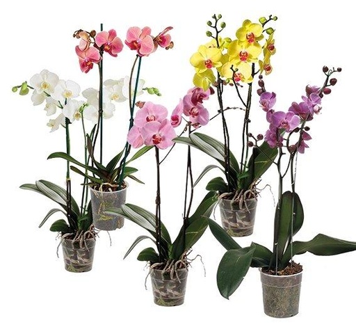 ORQUIDEAS